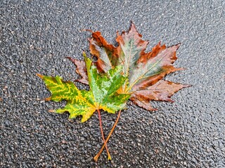 autumn leaves on asphalt