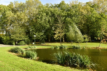 Fototapeta na wymiar Plantes le long des berges au parc des Etangs du Leybeek à Watermael-Boitsfort 