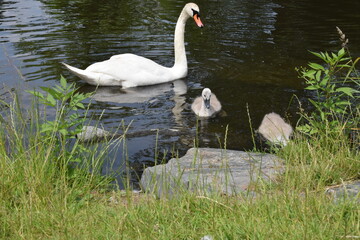 group of white Swan, the spring season birds, wildlife with swans and waterfowl during the spring, closeup