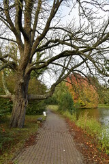 Fototapeta na wymiar Promenade en brique le long d'un étang en automne au parc Tenreuken à Watermael-Boitsfort 