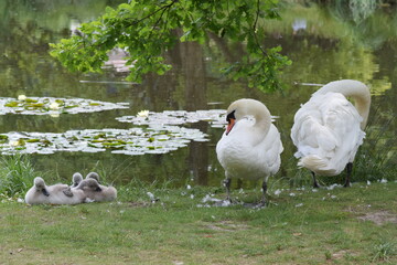 group of white Swan, the spring season birds, wildlife with swans and waterfowl during the spring, closeup