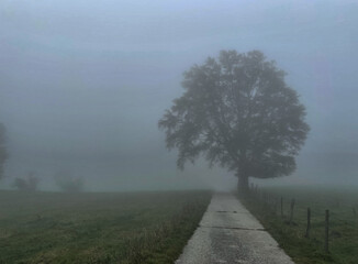 Weg mit Baum im dichten Nebel