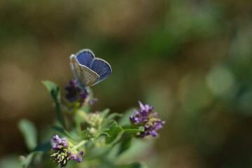 Blue little gentle butterfly on a purple flower close-up