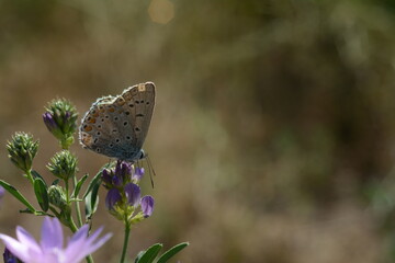Beautiful blue butterfly close-up on a blurred background