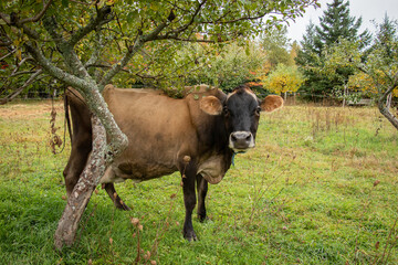 Old Jersey Cow Standing under an Apple tree in Fall