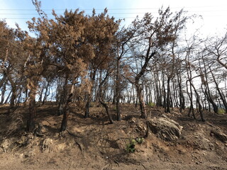 Forest disaster. Wildfire aftermath 