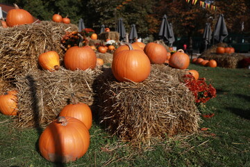 Exposure to pumpkins, chrysanthemums and hay bales on a green meadow