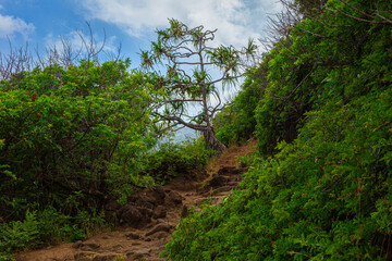 Fototapeta na wymiar Tree along a hiking trail