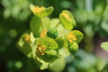 wilczomlecz migdałowcolistny Purpurea Euphorbia amygdaloides
