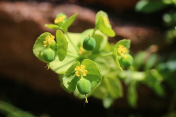 wilczomlecz migdałowcolistny Purpurea Euphorbia amygdaloides
