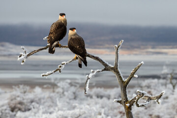 Southern crested caracaras looking for prey in snowy mountains and frost