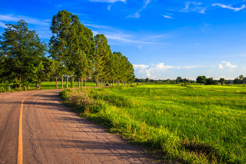 Fototapeta na wymiar Green rice field along the asphalt road with row of Eucalyptus trees
