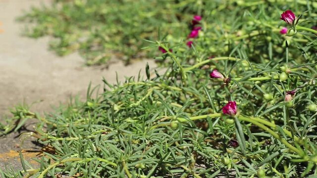Young magenta flowers and green buds of Portulaca grandiflora, also called rose moss or moss-rose purslane.
