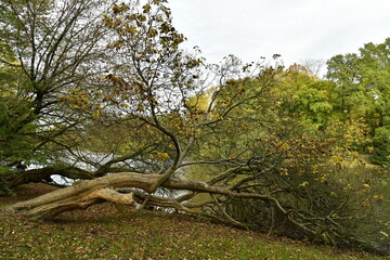 Les arbres couchés en automne sur les bord du grand étang du parc Tenreuken à Watermael-Boitsfort 