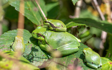 Tree frog on black berry bush, 2021