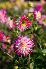 Stunning dahlia flowers photographed on a sunny day in late summer in a garden in Wisley, near Woking in Surrey UK