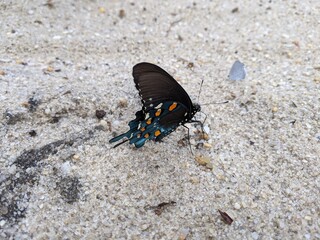 Fototapeta na wymiar Black blue orange Eastern Swallowtail butterfly on the ground