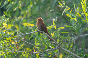 Squirrel cuckoo (Piaya cayana)