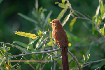 Squirrel cuckoo (Piaya cayana)