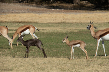 Black and common springbok calves grazing on green grass, facing the viewer.