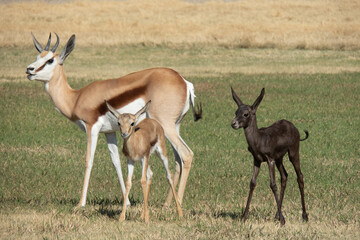 Black and common springbok calves grazing on green grass, facing the viewer. - obrazy, fototapety, plakaty