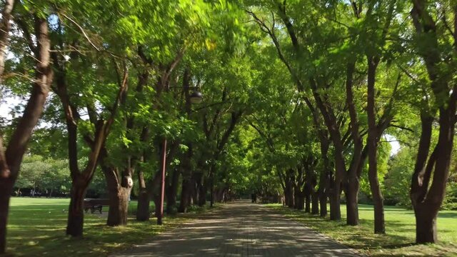 green alley, smooth flight along the trees, dolly zoom effect