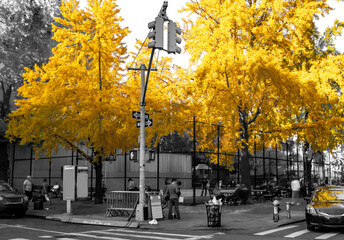 Colorful yellow fall trees in black and white landscape scene in the Soho neighborhood of New York City