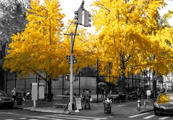 Fotobehang New York Colorful yellow fall trees in black and white landscape scene in the Soho neighborhood of New York City  © deberarr