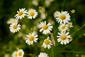 Close up of a bunch of blooming chamomile (Matricaria chamomilla) flowers. Chamomile is a species of plant within the daisy family (Asteraceae).