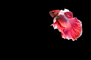Thai fighting fish, a living culture, and colorful betta fish.Siamese fighting fish.