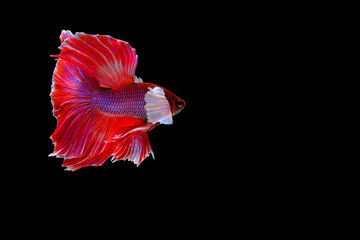 Thai fighting fish, a living culture, and colorful betta fish.Siamese fighting fish.