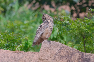 Indian Rock eagle owl