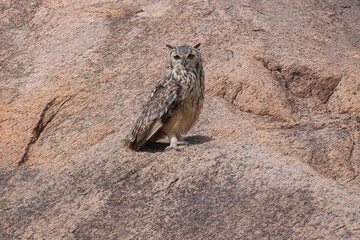 Indian Rock eagle owl