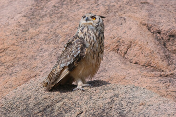 Indian Rock eagle owl