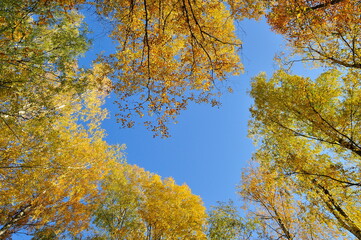 Fototapeta premium Autumn leaves with the blue sky background