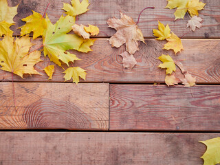 Obraz premium autumn background with colored leaves on a wooden board
