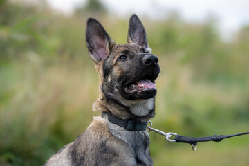 A close-up portrait of a four-month-old German Shepherd puppy. Green grass in the background