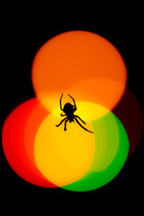 spider on a web with lights in the background