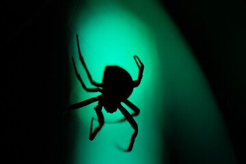 spider on a web with lights in the background