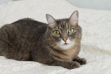 A gray cat with eyes of different colors is lying on the bed