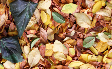 fallen autumn leaves on the ground