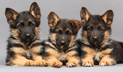 Fototapeta na wymiar three german shepherd puppies on a gray background