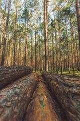 wood im the forrest