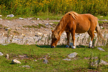 Wild ponies at Grayson Highlands State Park in Virginia, USA