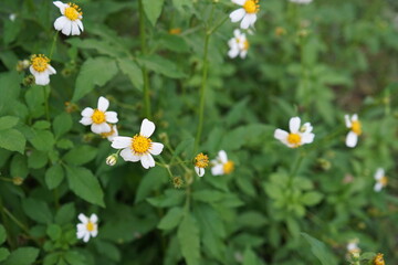 Five-pointed white flowers are planted next to a beautiful house leak