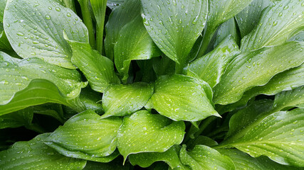 Fototapeta premium Large green hosta leaves covered with water drops