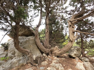 Trees at the mountains