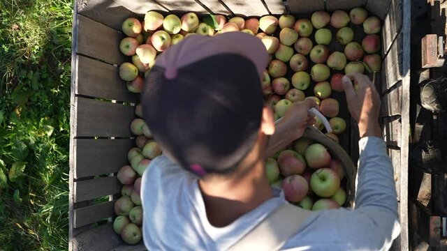 Overhead slow motion view of fruit picker pouring apples into large bin in an orchard.