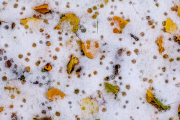 Traces from drops of an autumn rain on the first dropped out snow.