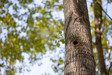 nido di picchio nel tronco d'albero